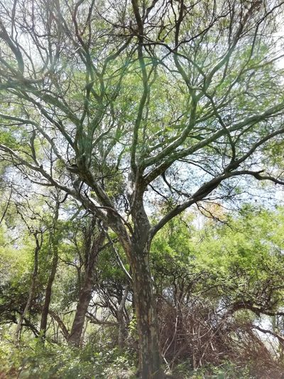 Libidibia paraguariensis, photographed by Gonzalo Martinez