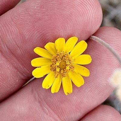 Melampodium sinuatum, photographed by Bill Levine