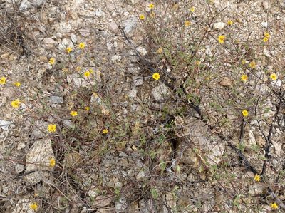 Melampodium sinuatum, photographed by Bill Levine