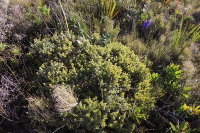 Ammodendron bifolium, photographed by Tony Rebelo