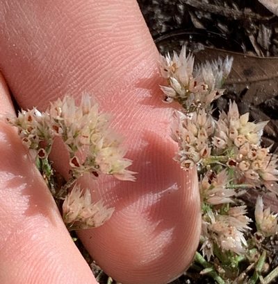 Polycarpaea corymbosa, photographed by natalie