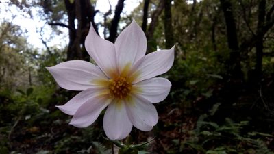 Dahlia tubulata, photographed by Leticia Jiménez Hernández