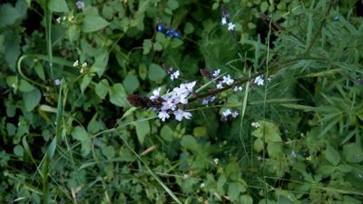 Verbena neomexicana, photographed by Leticia Jiménez Hernández