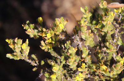 Aspalathus ericifolia, photographed by Tony Rebelo