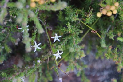 Wahlenbergia parvifolia, photographed by Tony Rebelo