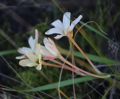 Ixia paniculata, photographed by Tony Rebelo