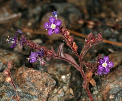 Phacelia greenei, photographed by Steve Matson