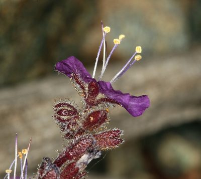 Phacelia greenei, photographed by Steve Matson
