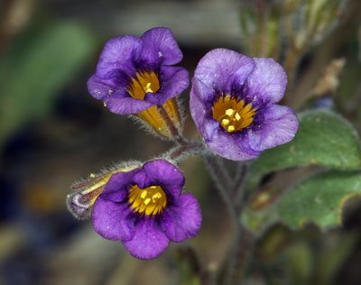 Phacelia gymnoclada, photographed by Steve Matson