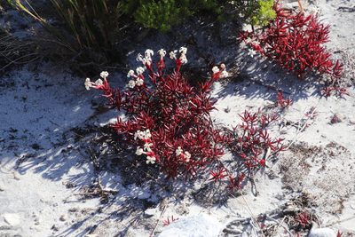 Crassula obtusa, photographed by Tony Rebelo