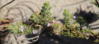 Muraltia thunbergii, photographed by Tony Rebelo