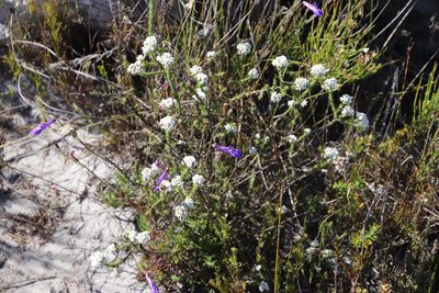 Metalasia brevifolia, photographed by Tony Rebelo