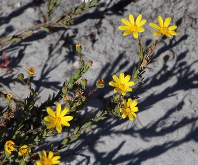 Osteospermum polygaloides, photographed by Tony Rebelo