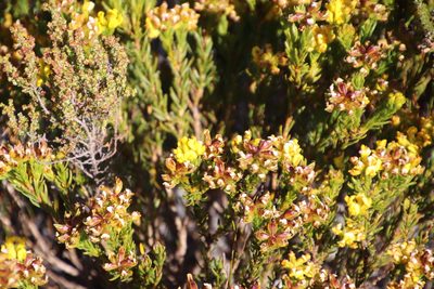 Aspalathus callosa, photographed by Tony Rebelo