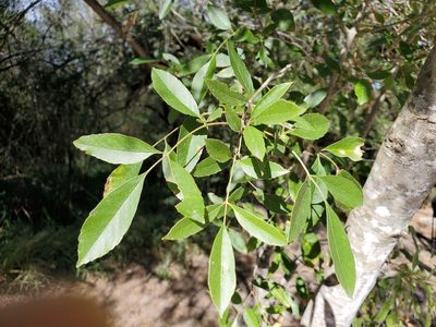Fraxinus berlandieriana, photographed by Tom Field