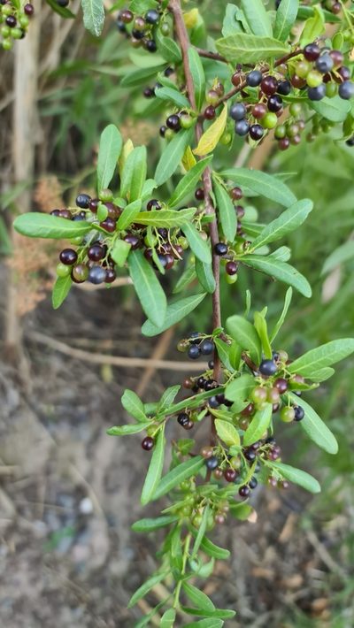Schinus pilifera, photographed by Sol Quipildor