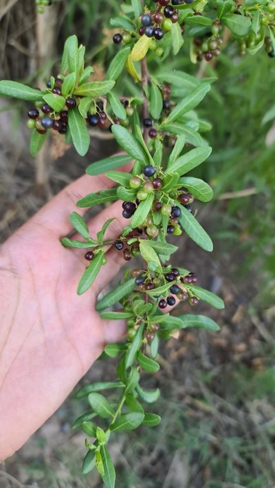 Schinus pilifera, photographed by Sol Quipildor