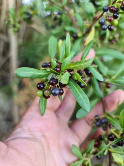 Schinus pilifera, photographed by Sol Quipildor