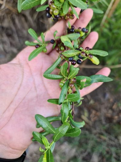 Schinus pilifera, photographed by Sol Quipildor