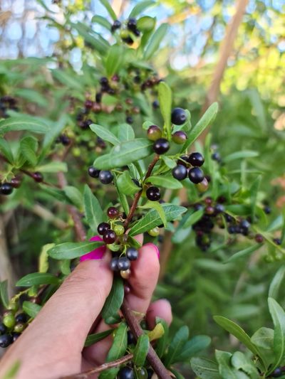 Schinus pilifera, photographed by Sol Quipildor