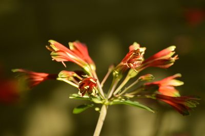 Alstroemeria psittacina, photographed by Andrea Gantzer