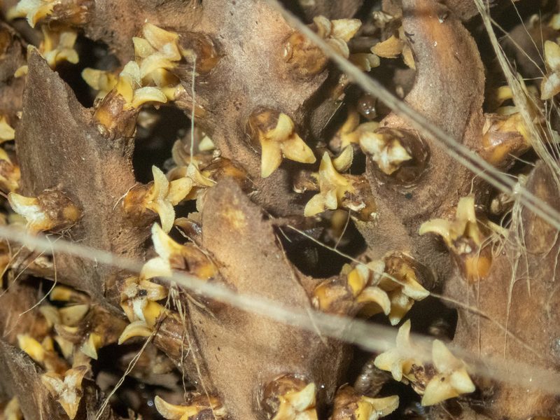 Elaeis oleifera, photographed by Bruno de Medeiros