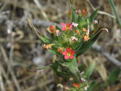 Collomia biflora, photographed by Nicolas Olejnik