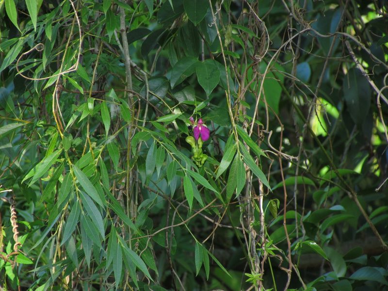 Canavalia bonariensis, photographed by Matias Cabezas