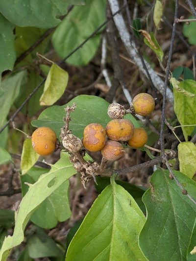 Bunchosia palmeri, photographed by Lyrae