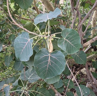 Ficus petiolaris, photographed by Lyrae