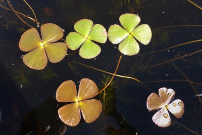 Marsilea quadrifolia, photographed by Kristof Zyskowski