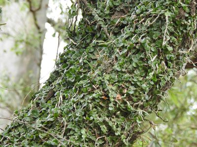 Microgramma vacciniifolia, photographed by Eduardo Luis Beltrocco