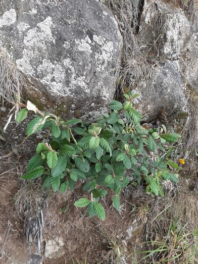 Pomaderris apetala, photographed by Colin Meurk