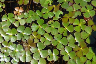 Marsilea quadrifolia, photographed by Kristof Zyskowski