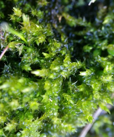Hygroamblystegium varium, photographed by Zihao Wang