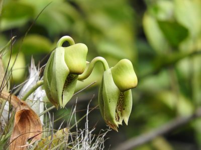 Catasetum integerrimum, photographed by Victor De la Cruz