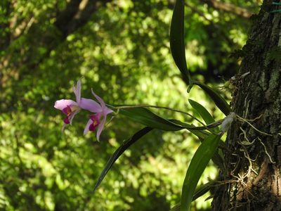 Laelia anceps, photographed by Victor De la Cruz