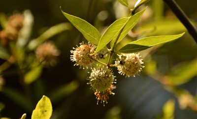 Cephalanthus glabratus, photographed by Andrea Gantzer