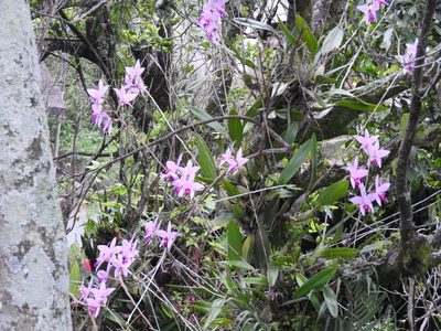 Laelia anceps, photographed by Victor De la Cruz