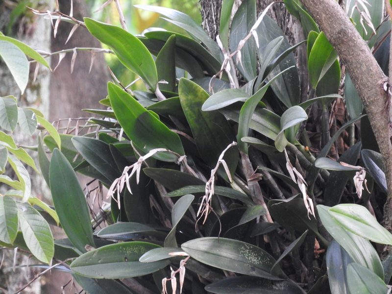 Epidendrum ciliare, photographed by Victor De la Cruz