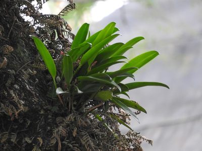 Restrepiella ophiocephala, photographed by Victor De la Cruz