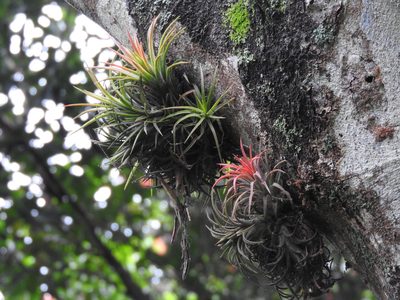 Tillandsia ionantha, photographed by Victor De la Cruz