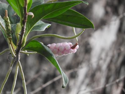 Anthurium scandens, photographed by Victor De la Cruz