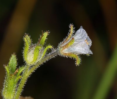 Phacelia leonis, photographed by Steve Matson