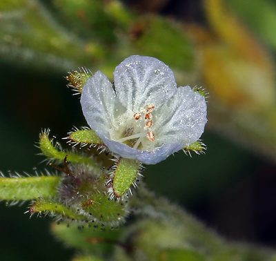 Phacelia leonis, photographed by Steve Matson