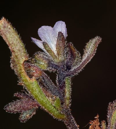 Phacelia leonis, photographed by Steve Matson