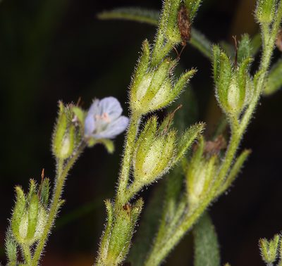 Phacelia leonis, photographed by Steve Matson