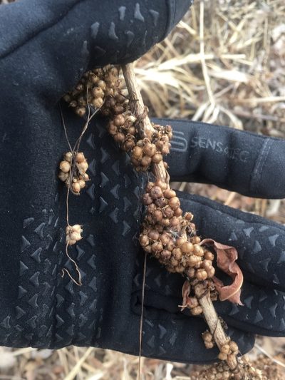 Cuscuta cephalanthi, photographed by Rose Zappa