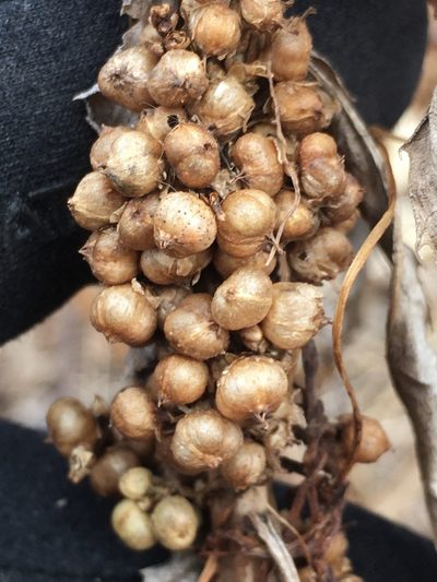 Cuscuta cephalanthi, photographed by Rose Zappa