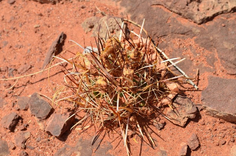 Sclerocactus whipplei, photographed by Trevor Harding